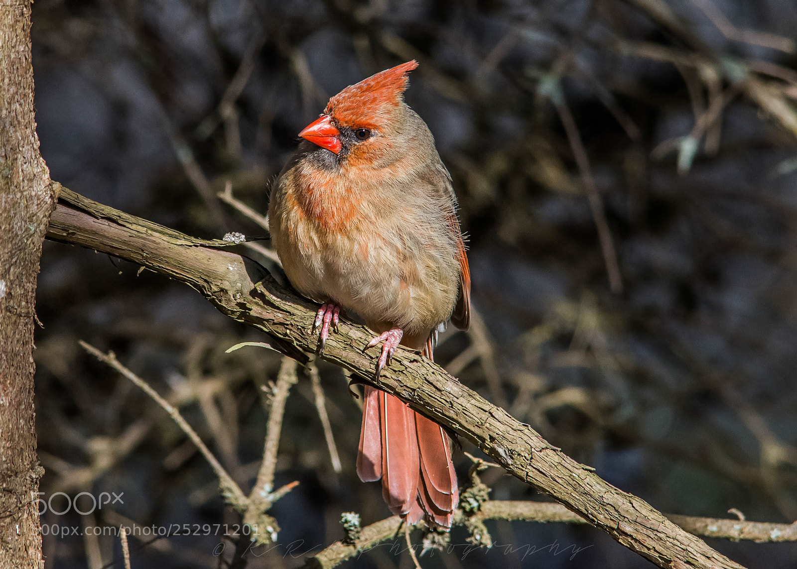 Nikon D7200 sample photo. Female cardinal photography