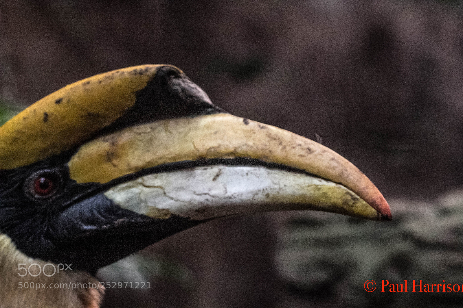 Canon EOS 60D sample photo. Great hornbill photography