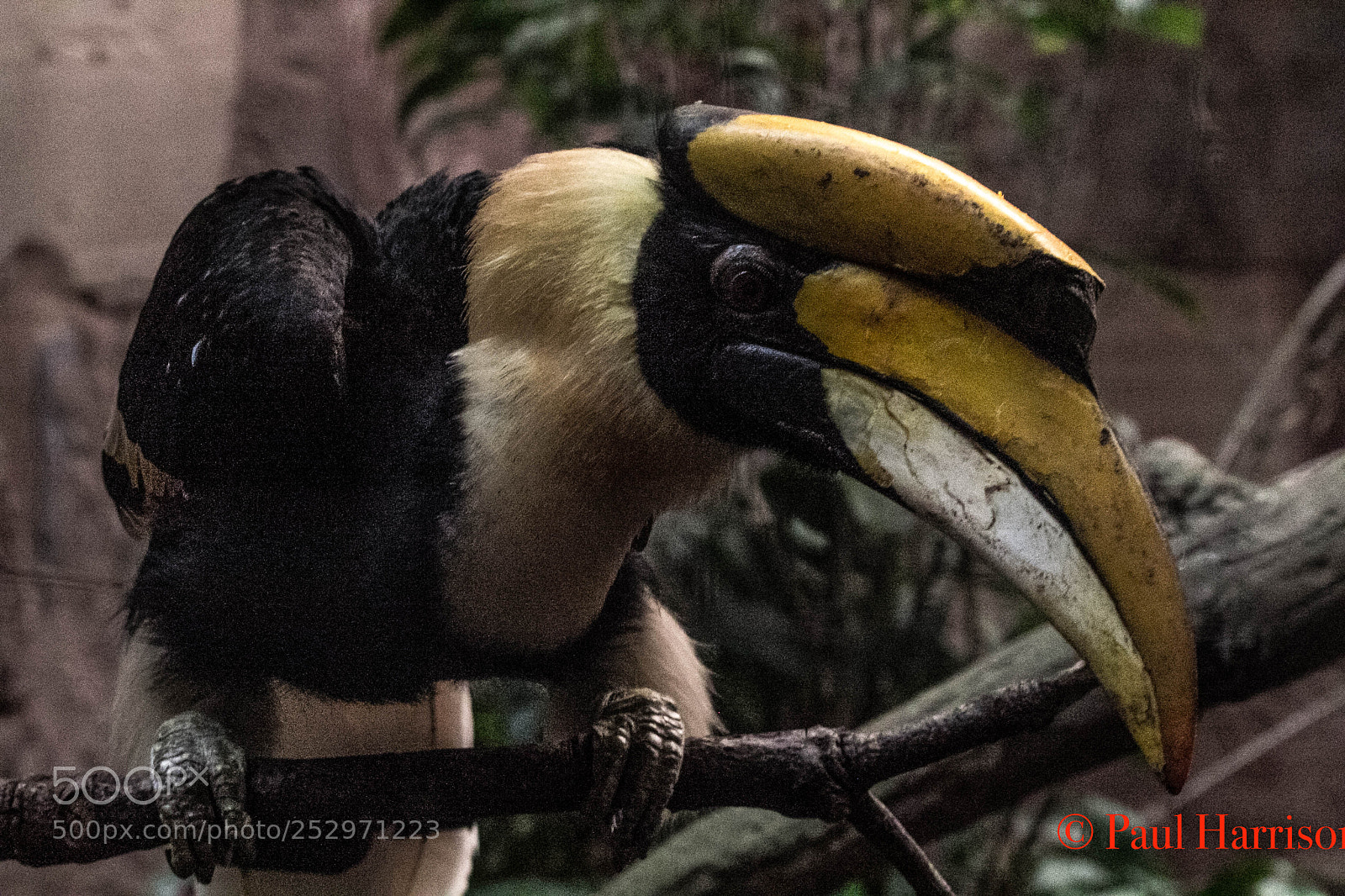 Canon EOS 60D sample photo. Great hornbill photography