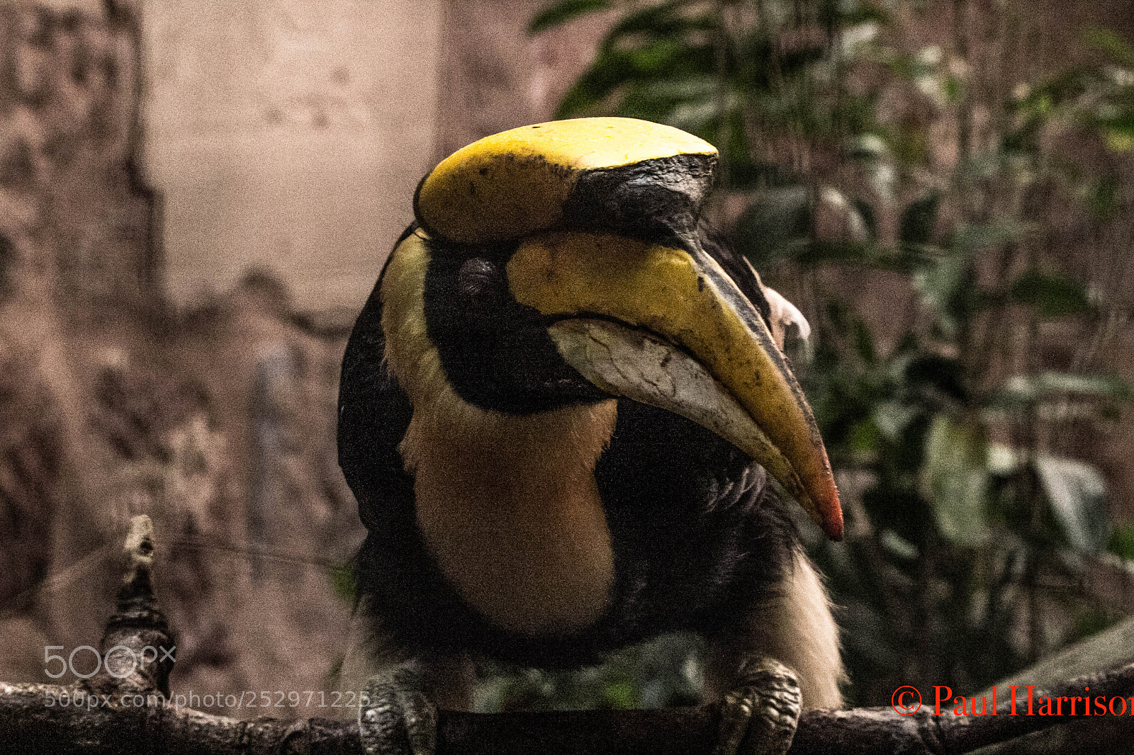 Canon EOS 60D sample photo. Great hornbill photography