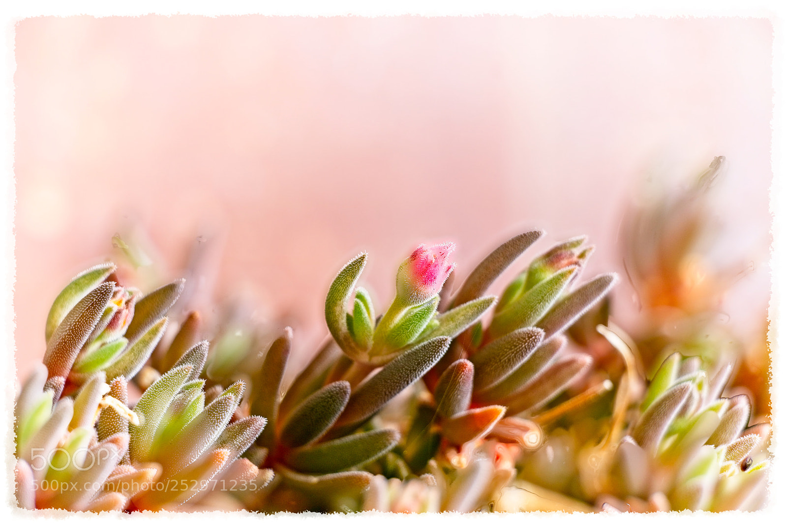 Canon EOS 760D (EOS Rebel T6s / EOS 8000D) sample photo. Getting ready to bloom photography