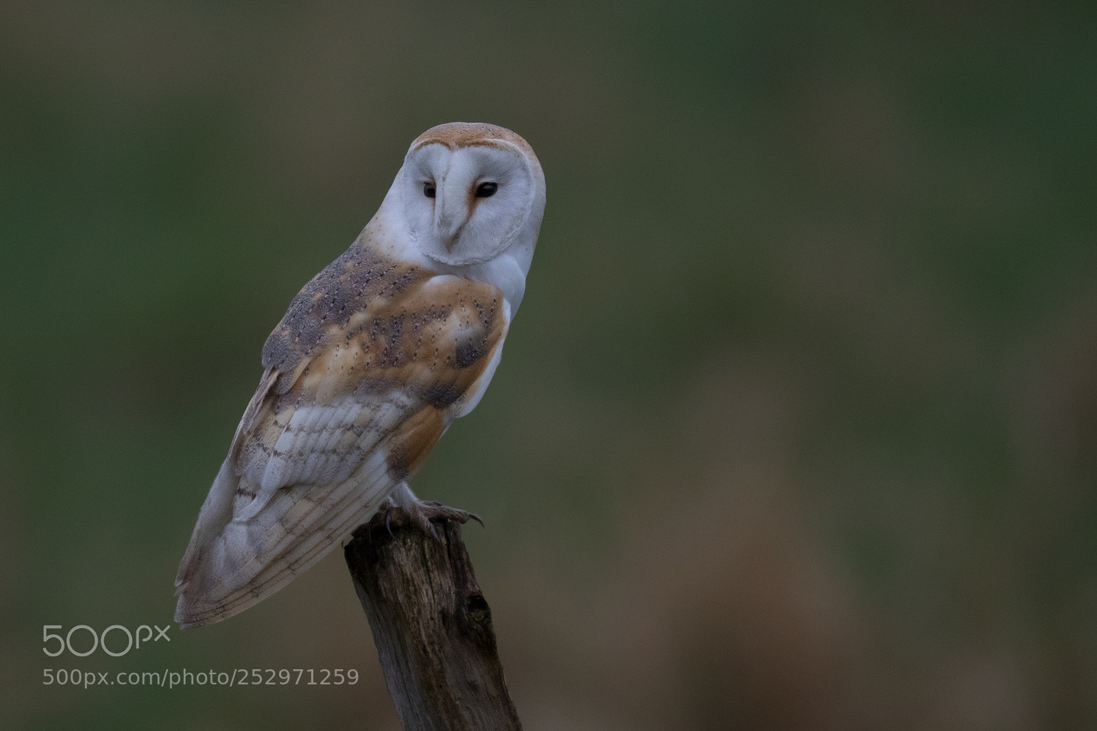 Canon EOS 7D Mark II sample photo. Barn owl photography