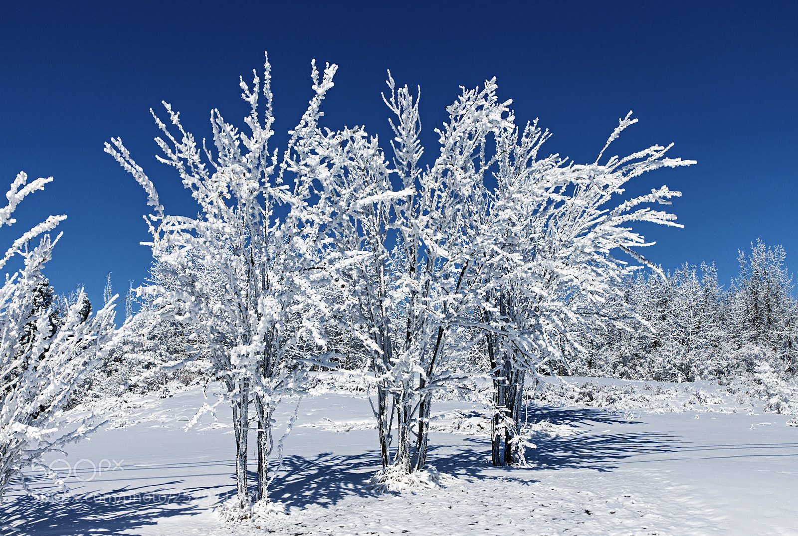 Canon EOS 6D Mark II sample photo. Snowy trees photography