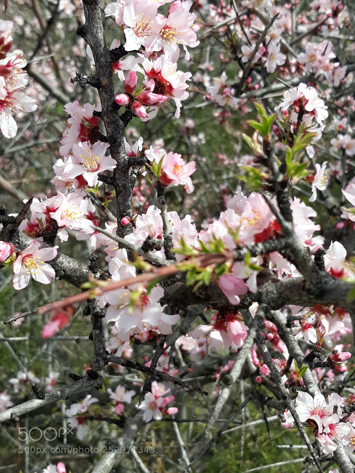 Samsung Galaxy J7 sample photo. Wild plumbs photography