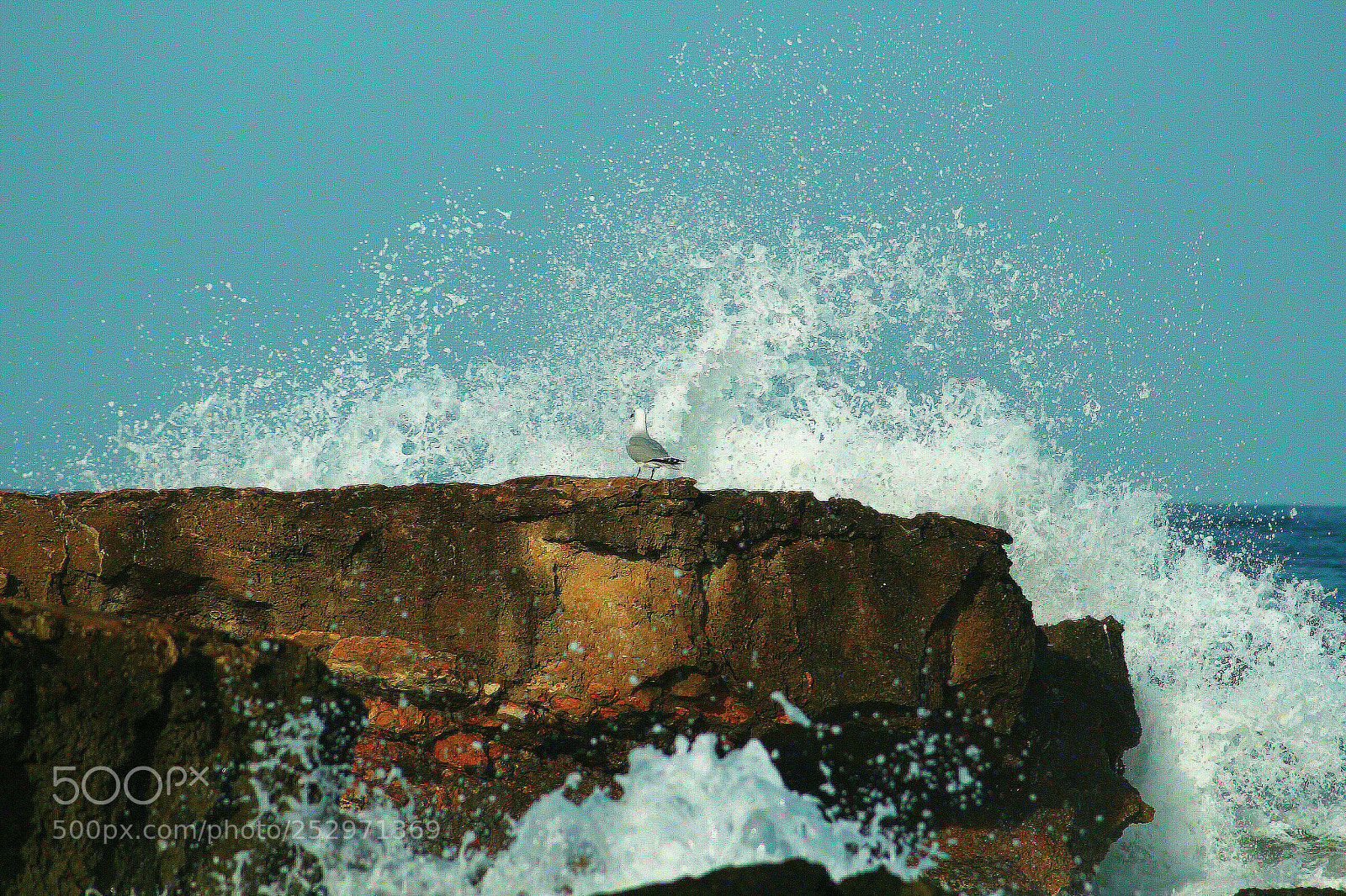 Canon EOS 700D (EOS Rebel T5i / EOS Kiss X7i) sample photo. Gaviota d ndose un photography