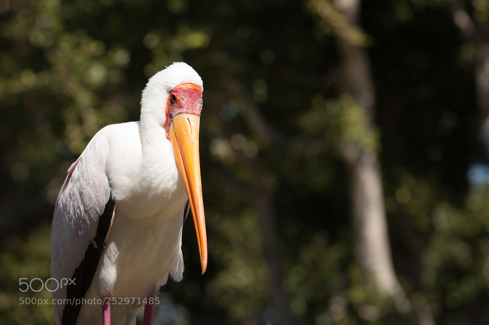 Canon EOS 70D sample photo. Yellow-billed stork photography