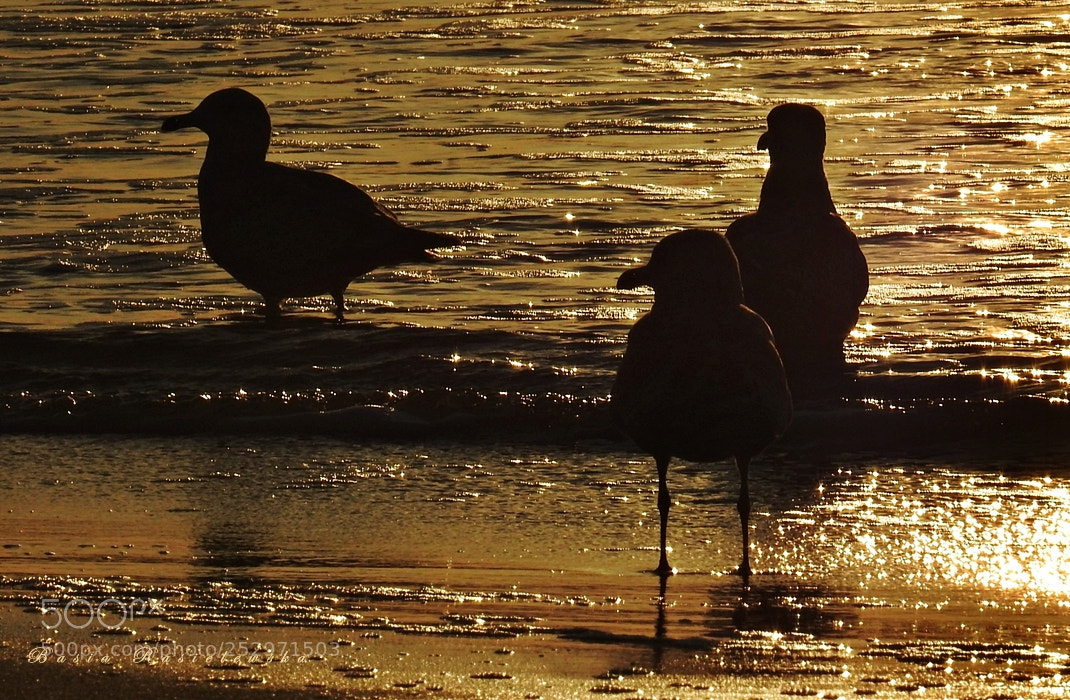 Nikon Coolpix P900 sample photo. Baltic seagulls... photography