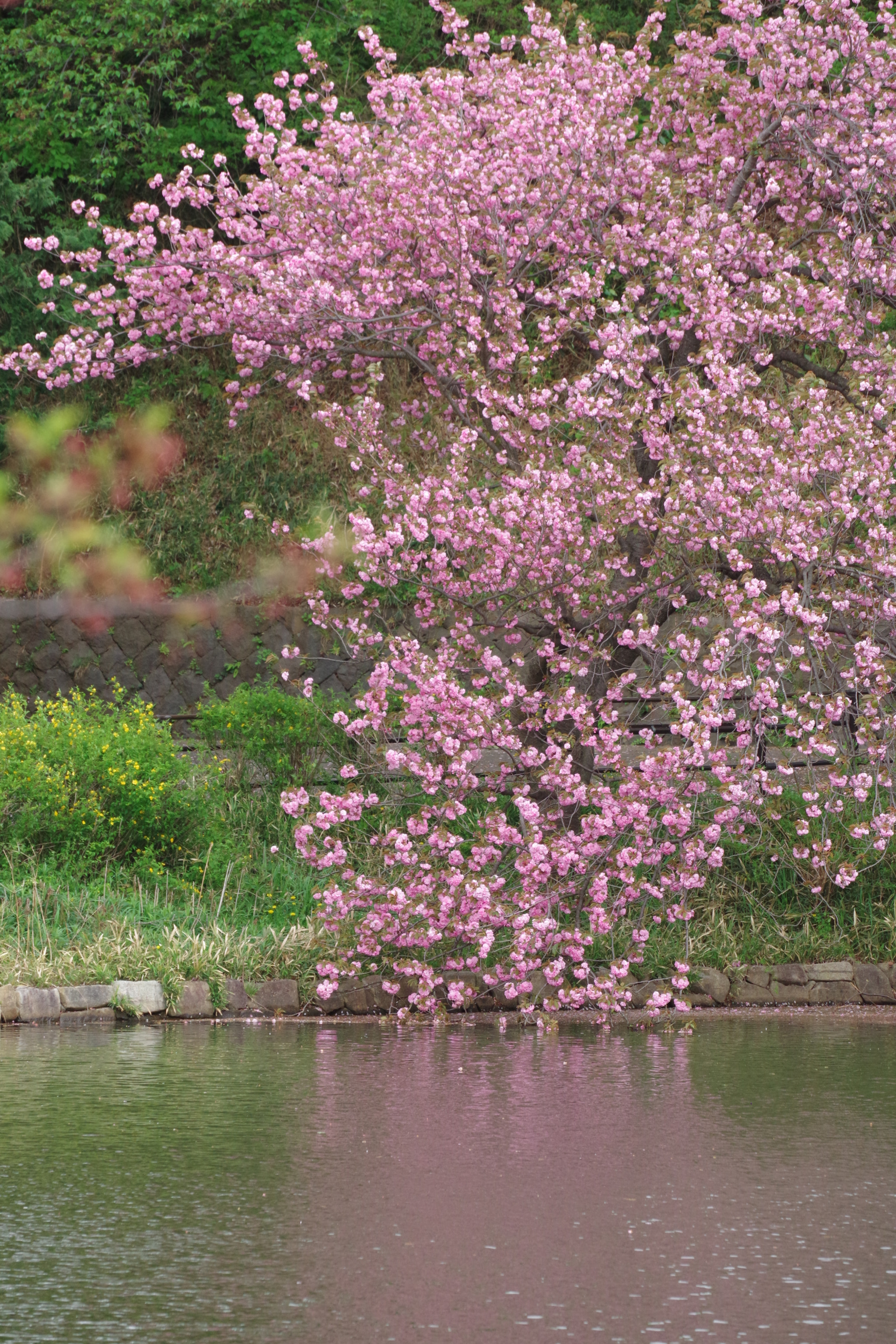 Pentax K-70 sample photo. Sakura 2018 #14 photography