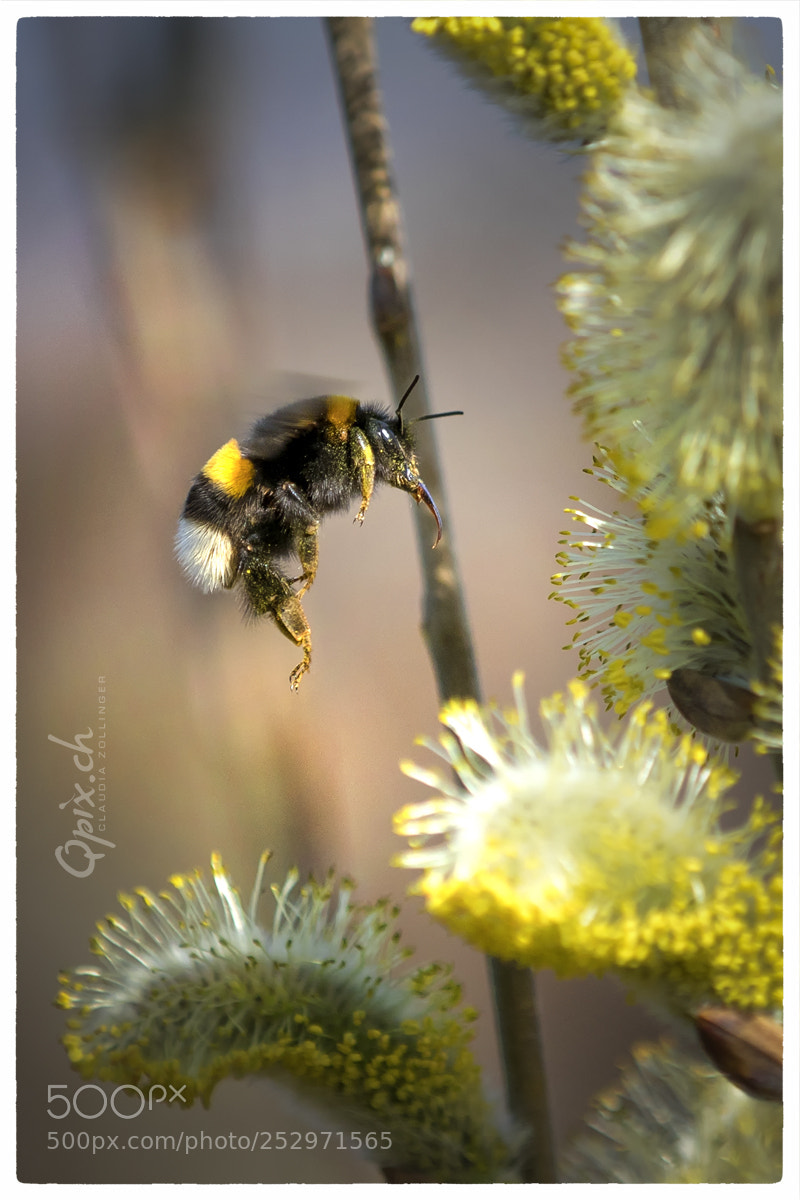 Canon EOS 80D sample photo. Hummelflug photography
