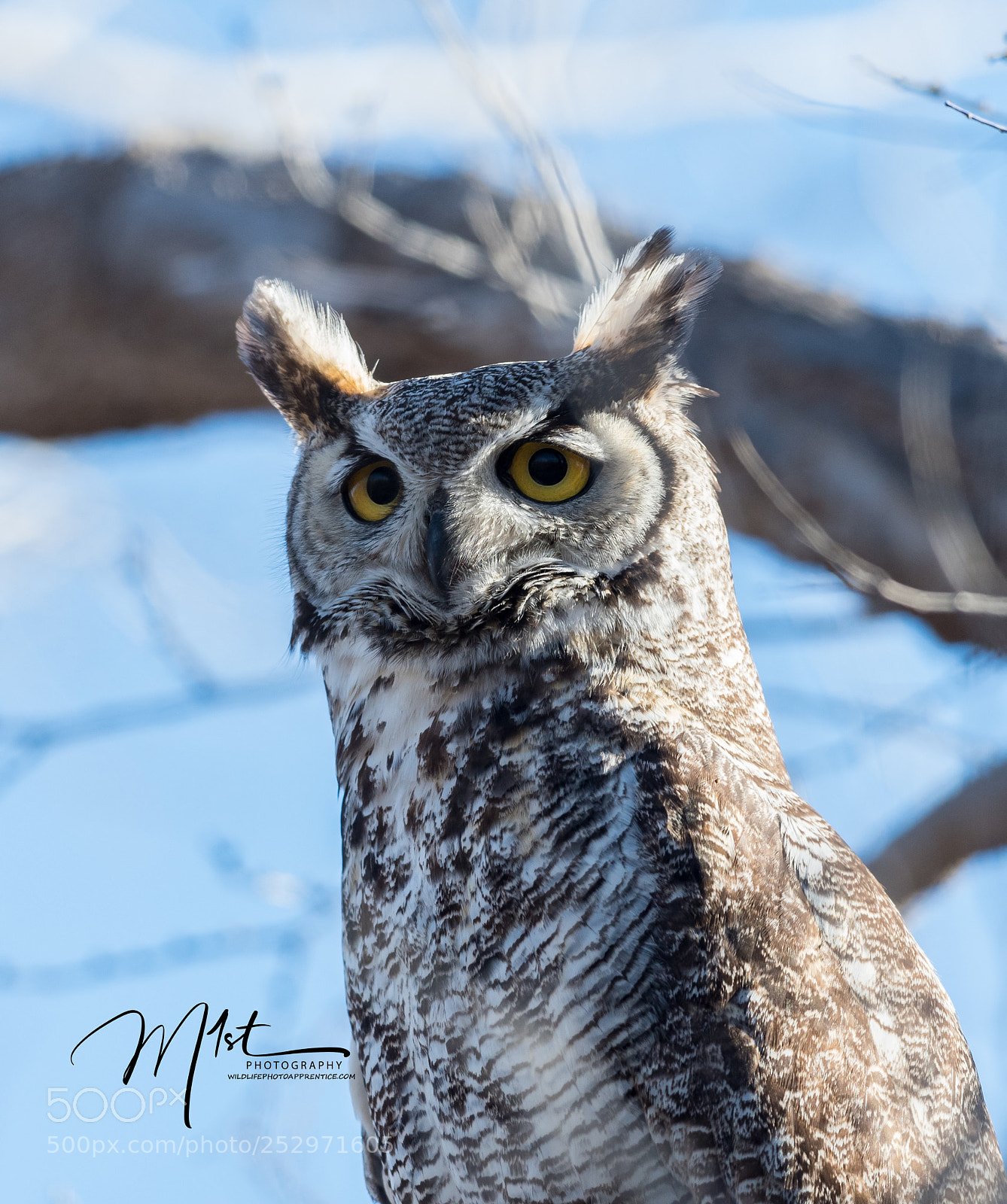 Nikon D500 sample photo. Great horned owl photography