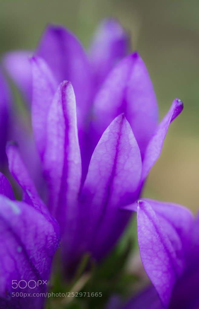 Nikon D7100 sample photo. Crocus photography