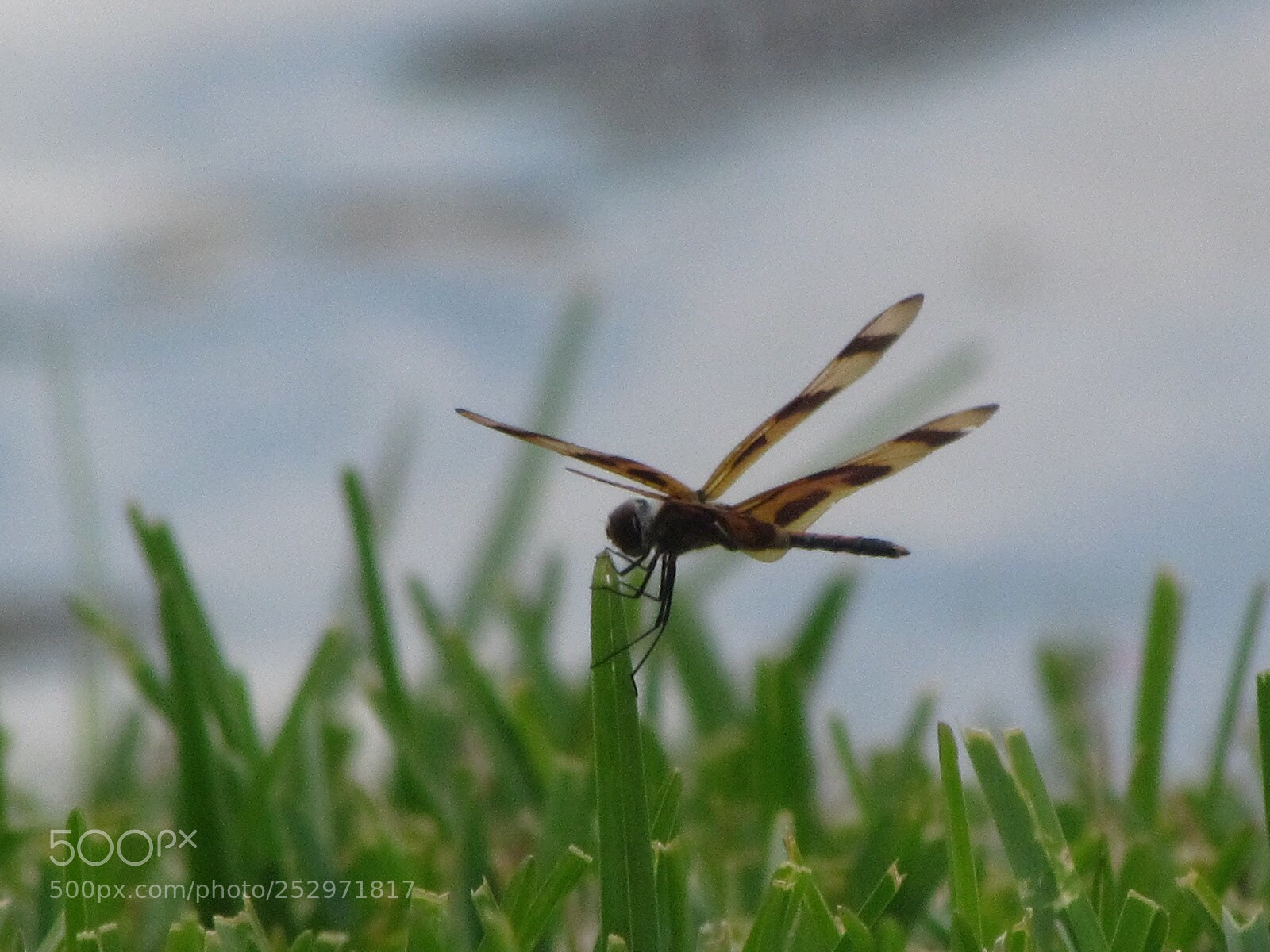 Canon PowerShot SX30 IS sample photo. Dragonfly photography