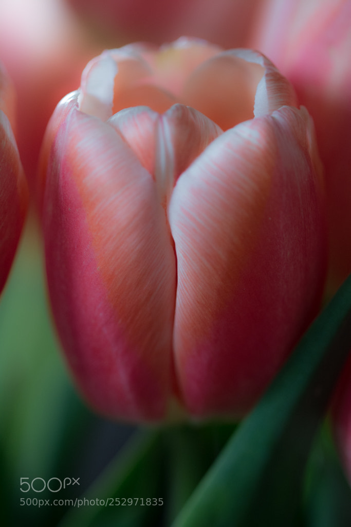 Nikon D7100 sample photo. Tulip photography