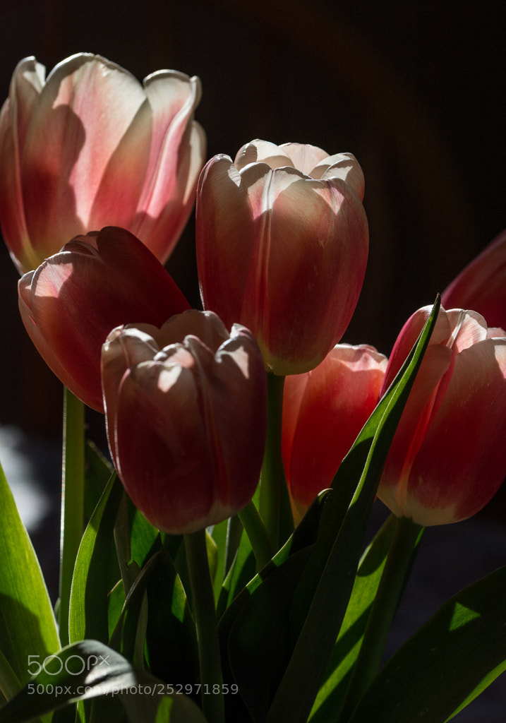 Nikon D7100 sample photo. Tulips photography
