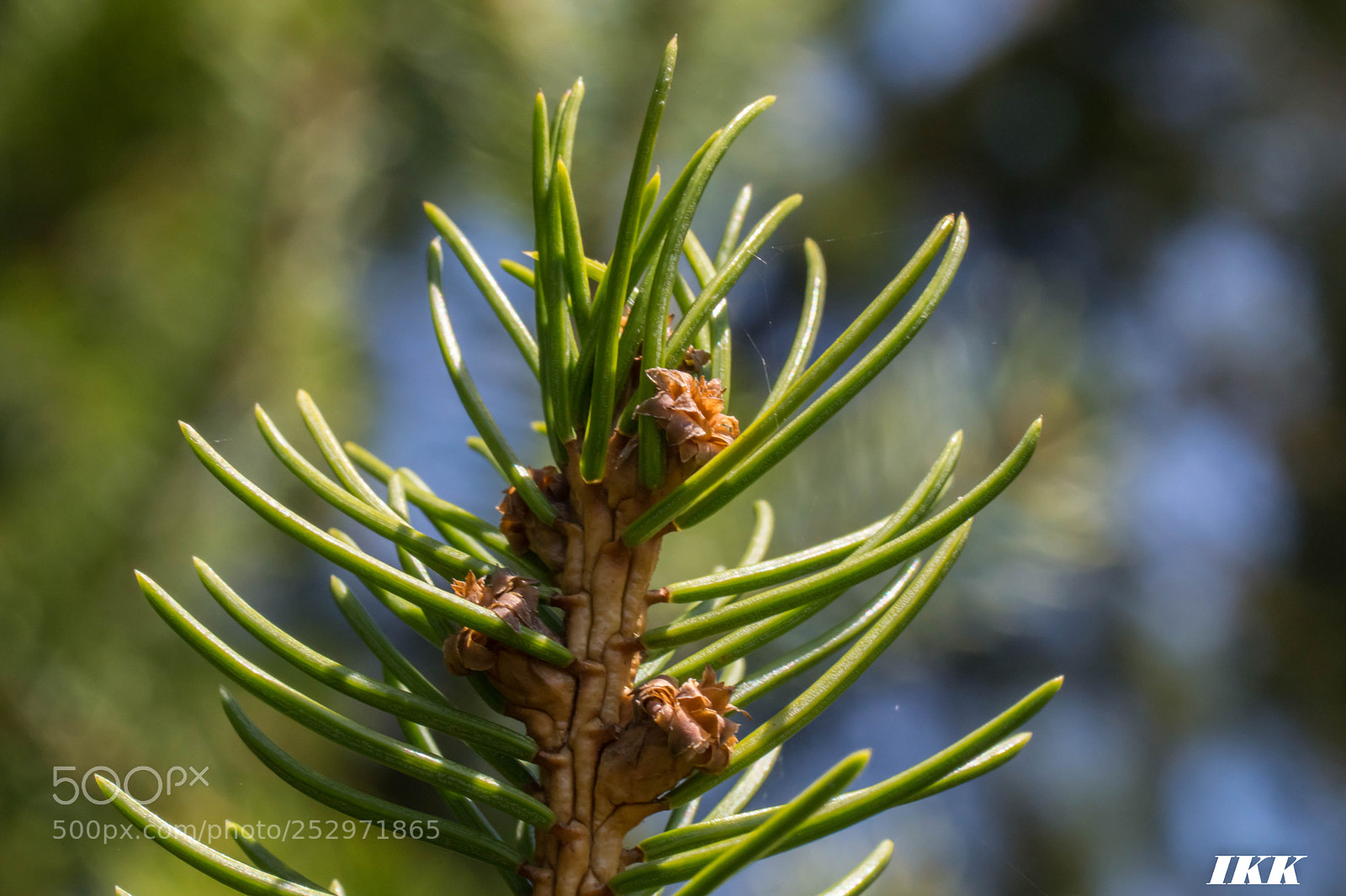 Sony SLT-A68 sample photo. Untitled photography