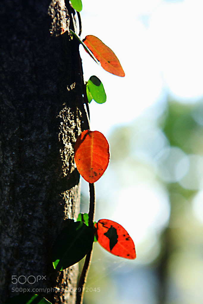 Canon EOS 60D sample photo. Color sent by sky photography