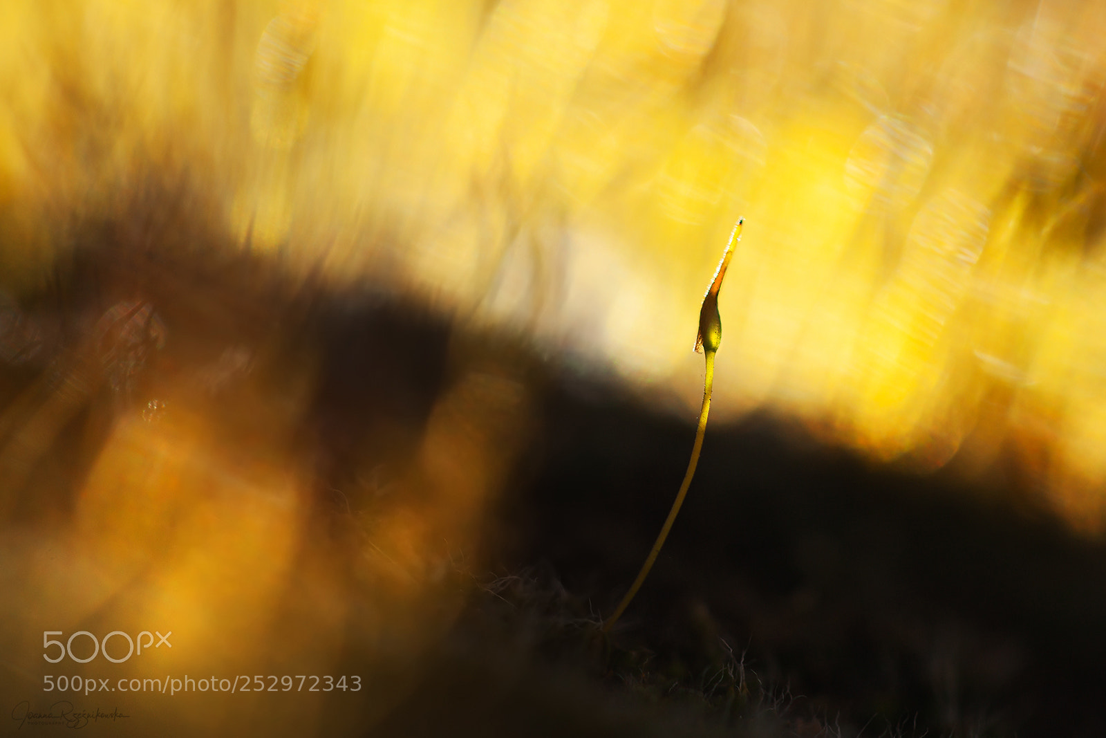 Canon EOS 5D Mark II sample photo. Burn photography