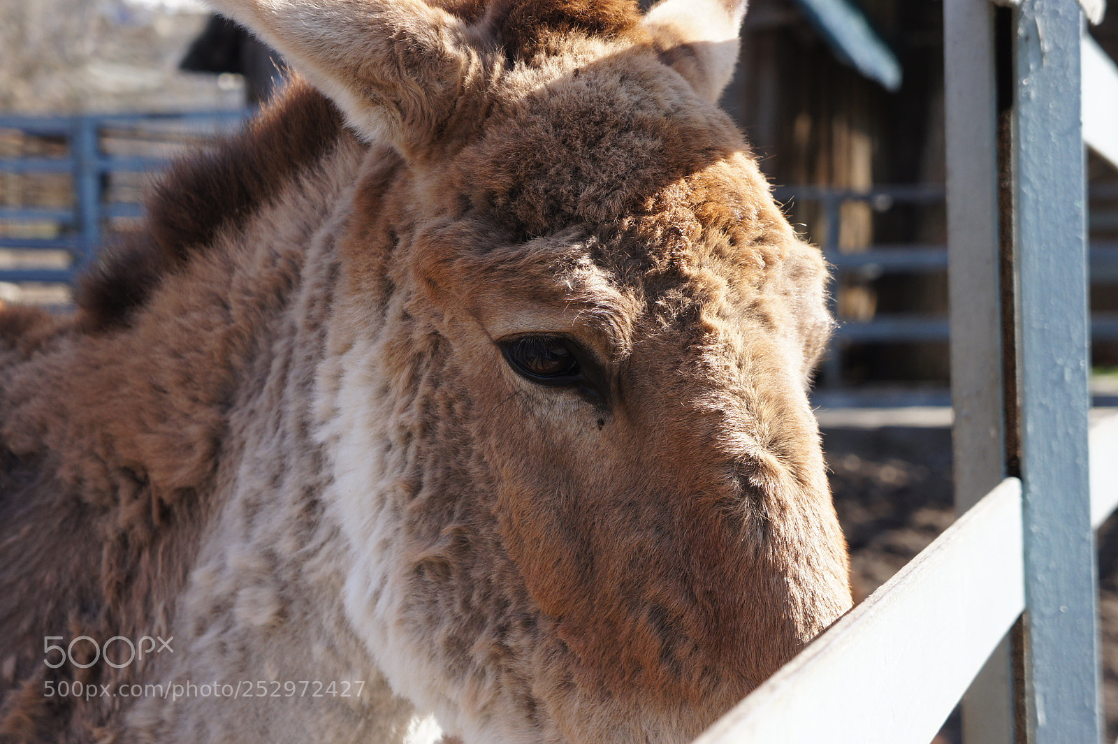 Sony Alpha NEX-5 sample photo. Untitled photography
