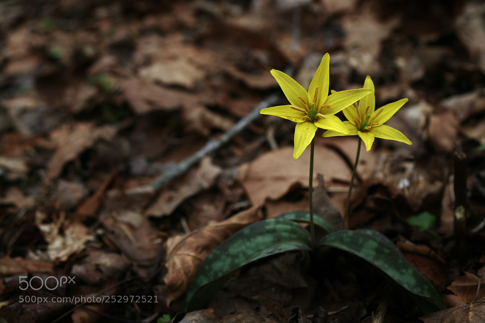 Canon EOS 5D sample photo. Golden star lily photography