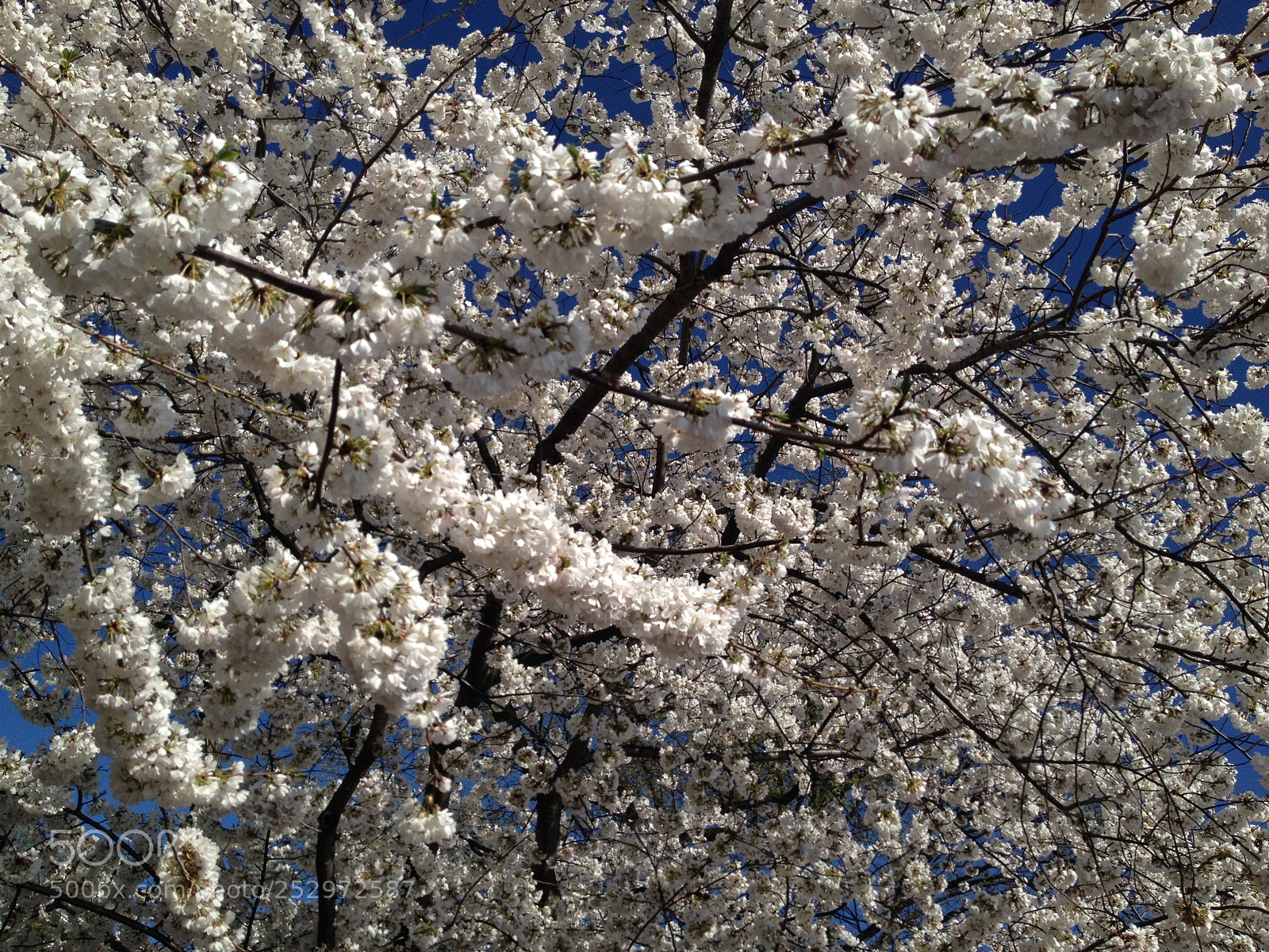 Apple iPhone 4S sample photo. Img photography