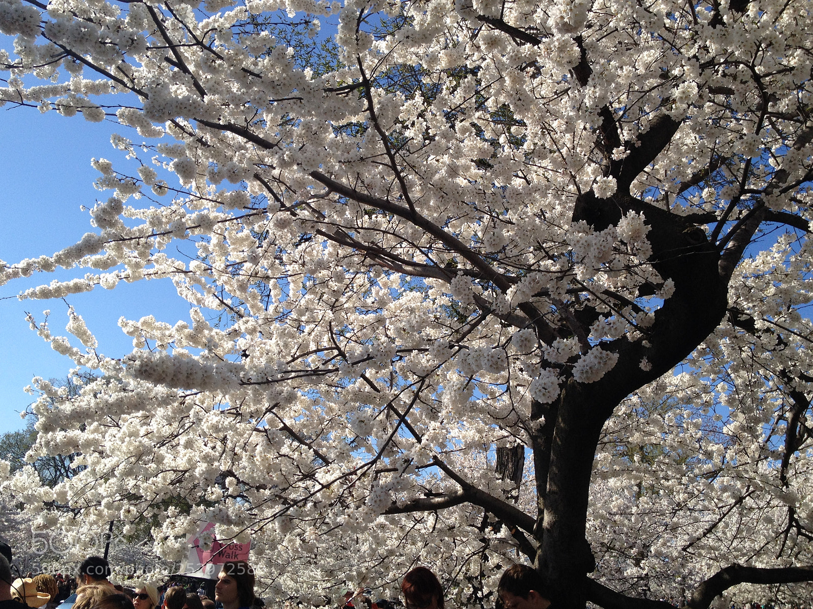 Apple iPhone 4S sample photo. Img photography
