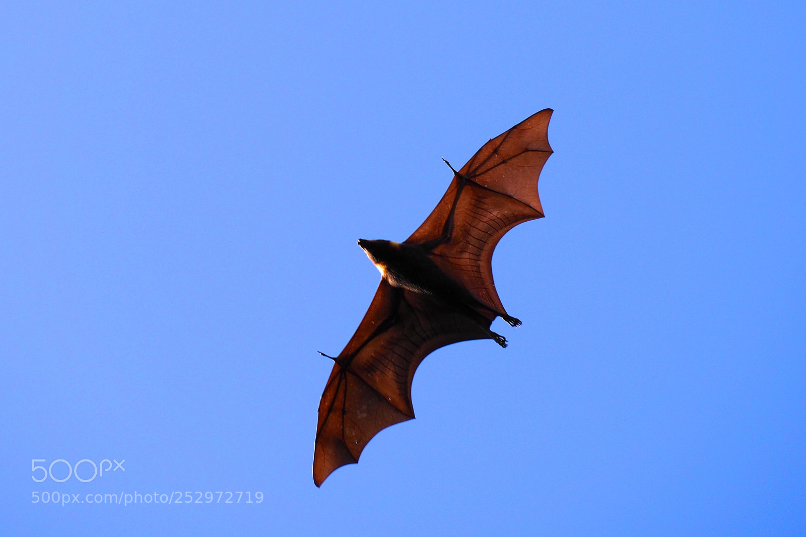 Olympus OM-D E-M10 II sample photo. Fruit bat in flight photography