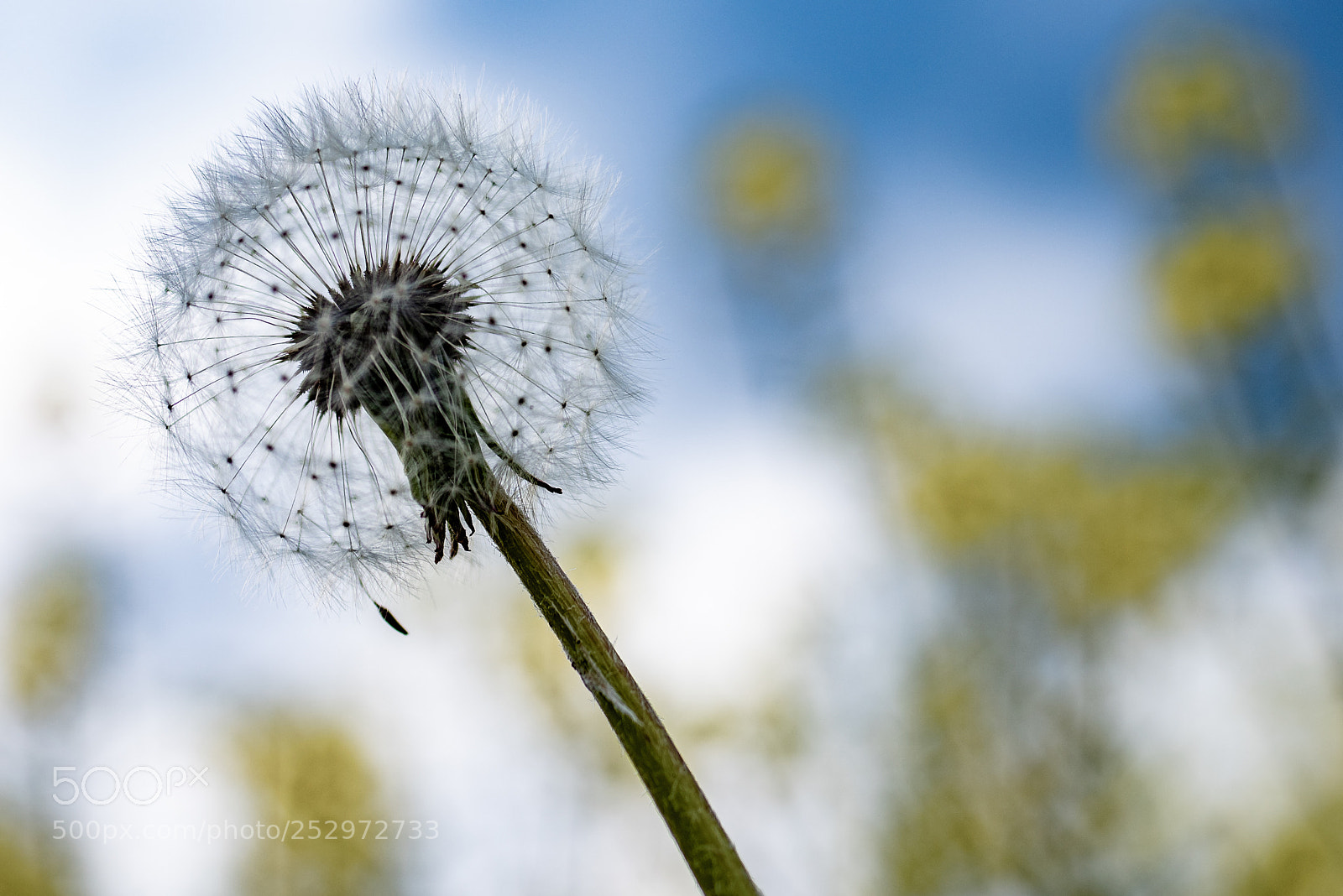 Pentax K-1 sample photo. Dandelion puff ball photography