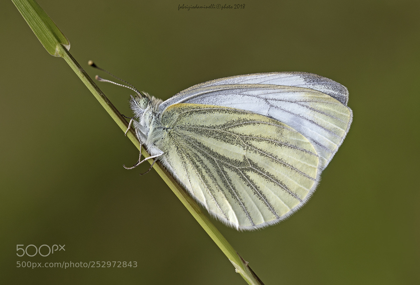 Canon EOS 7D Mark II sample photo. Green-veined white photography