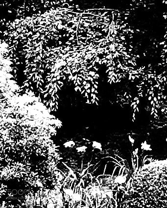 Apple iPhone 6s Plus sample photo. Daylilies under a tree photography