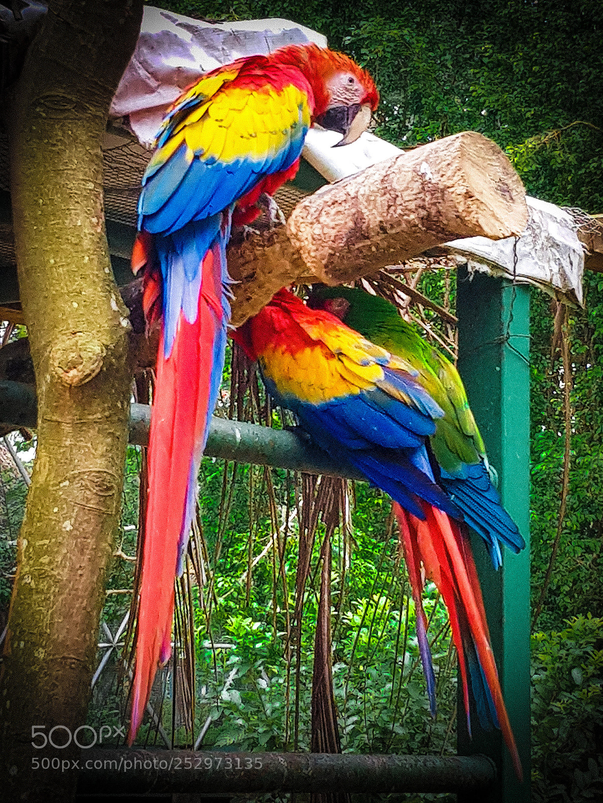 Samsung Galaxy S8 sample photo. Macaws photography