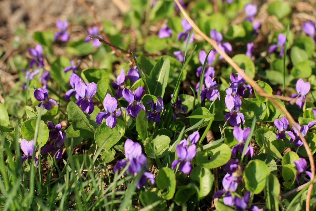 Canon EOS 40D + Canon EF 35-80mm f/4-5.6 sample photo. Also in search of spring photography