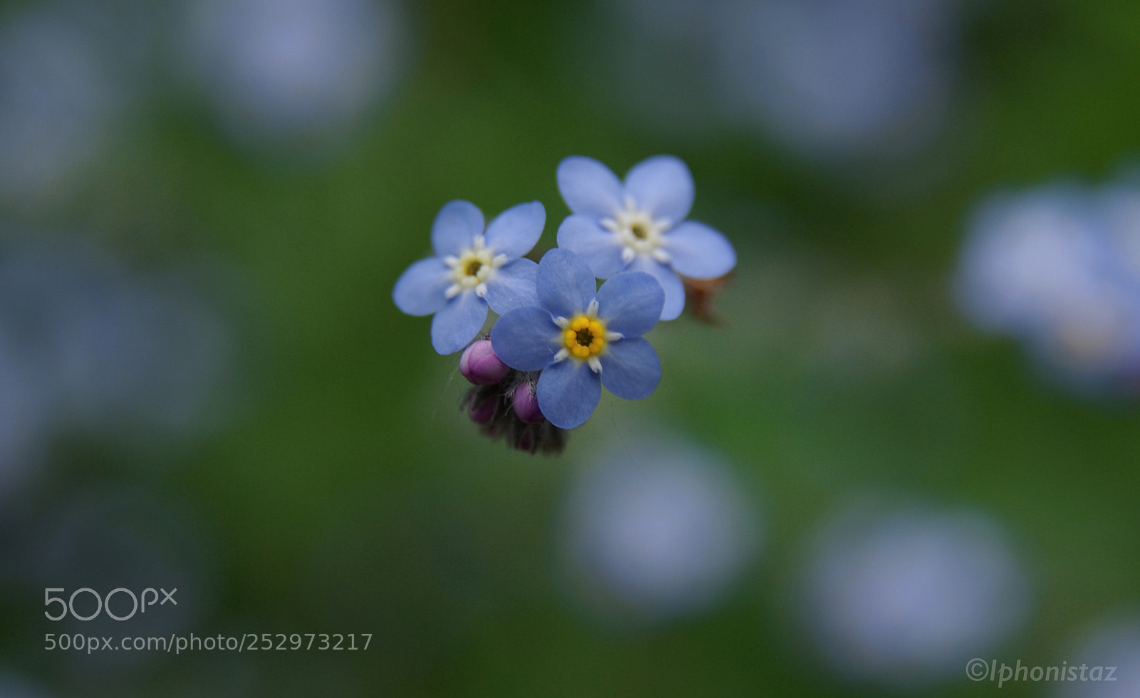 Pentax K10D sample photo. Close up myosotis photography