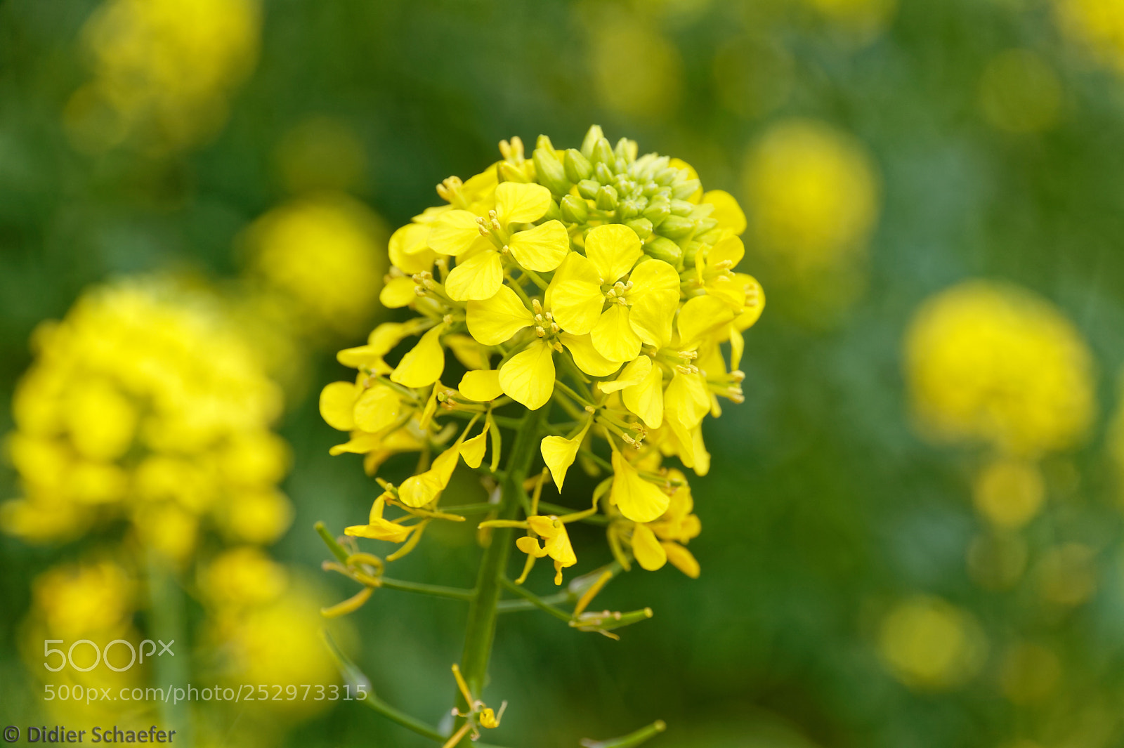 Canon EOS 50D sample photo. Colza photography