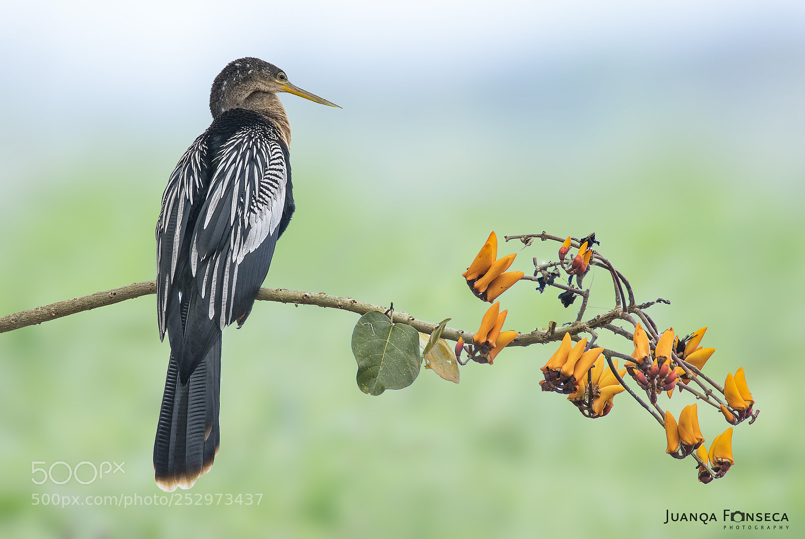 Sony a99 II sample photo. The anhinga taking the photography