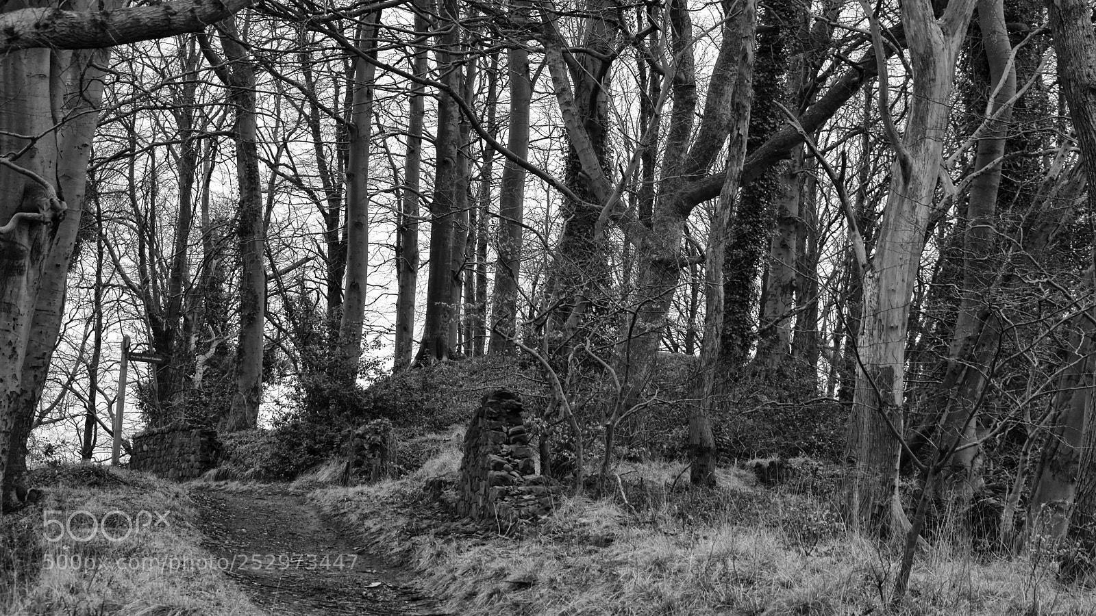 Nikon D3300 sample photo. Forest path photography