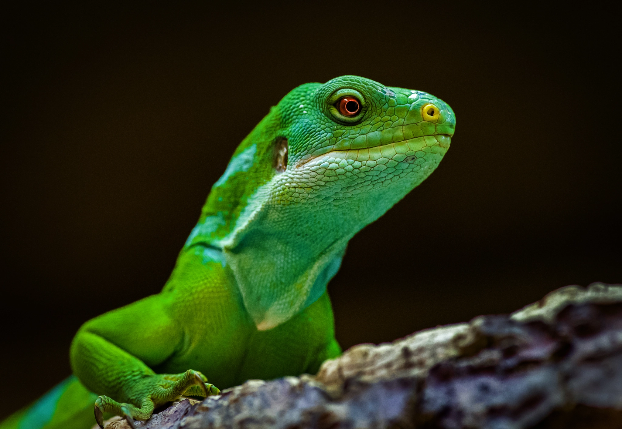 Pentax K-1 Mark II sample photo. Fuji iguana photography