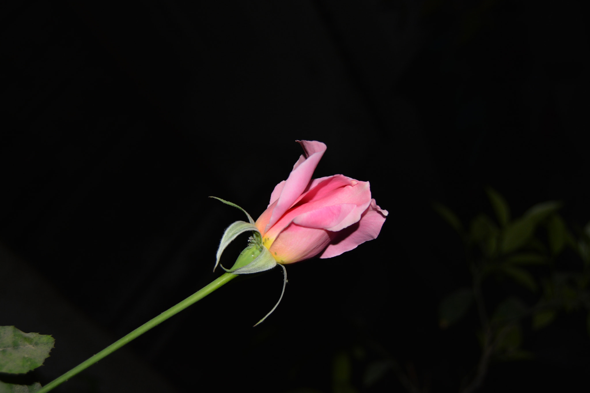 Nikon D5200 sample photo