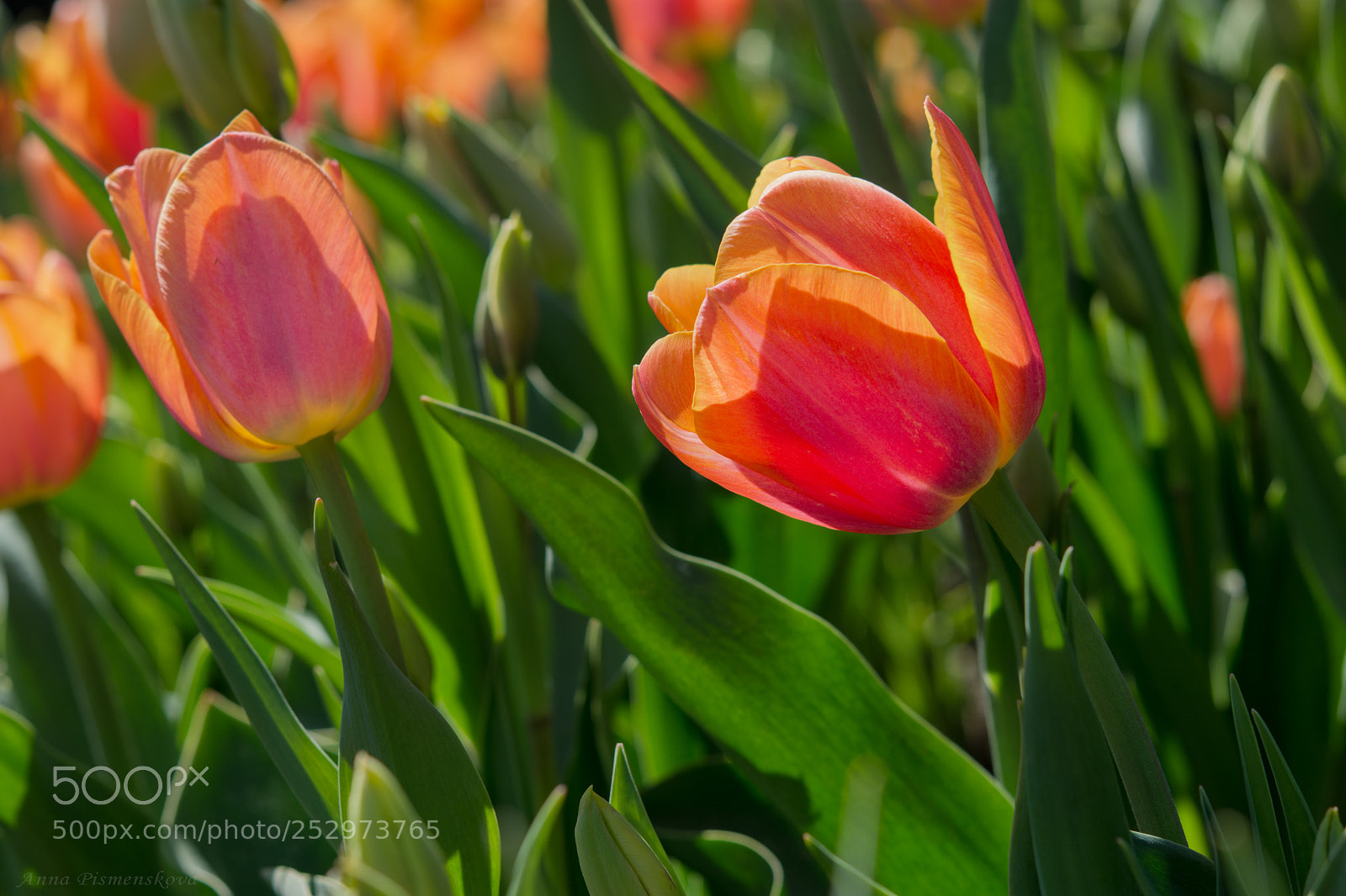Nikon D7200 sample photo. Bright tulips photography