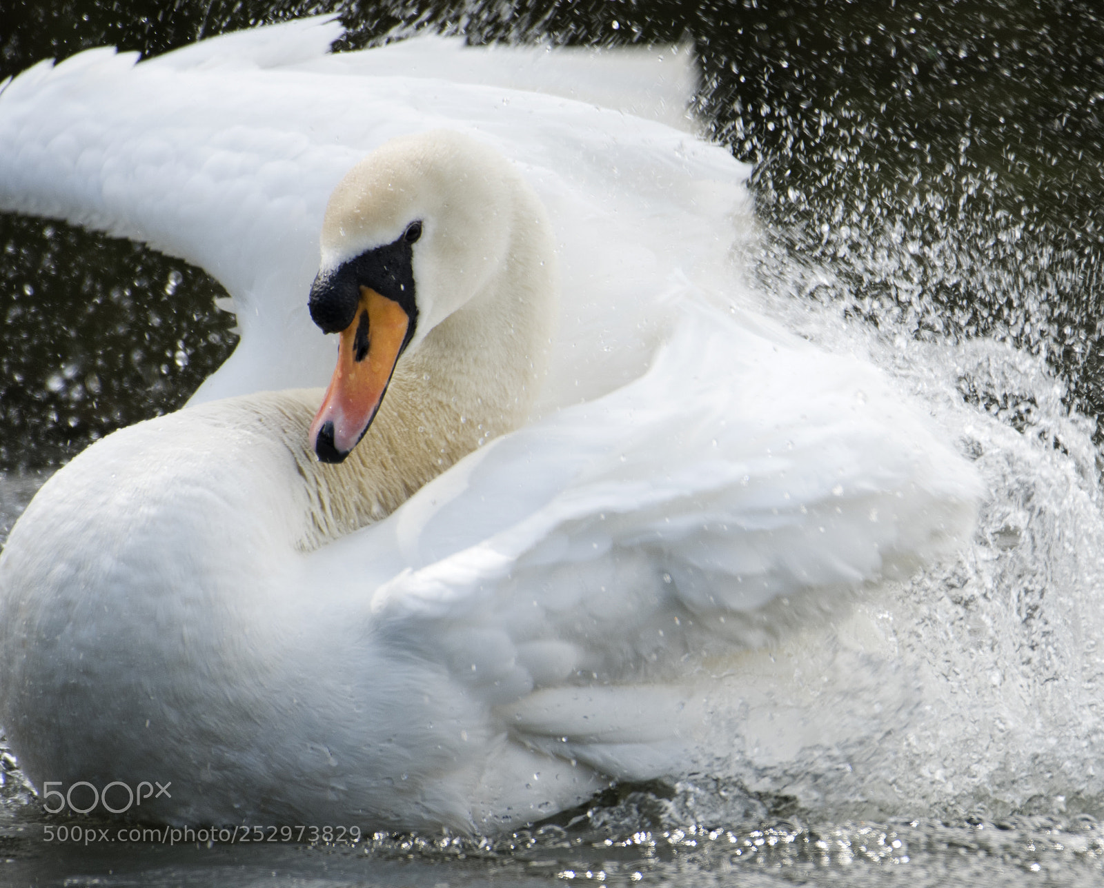Nikon D500 sample photo. Splash of spring photography
