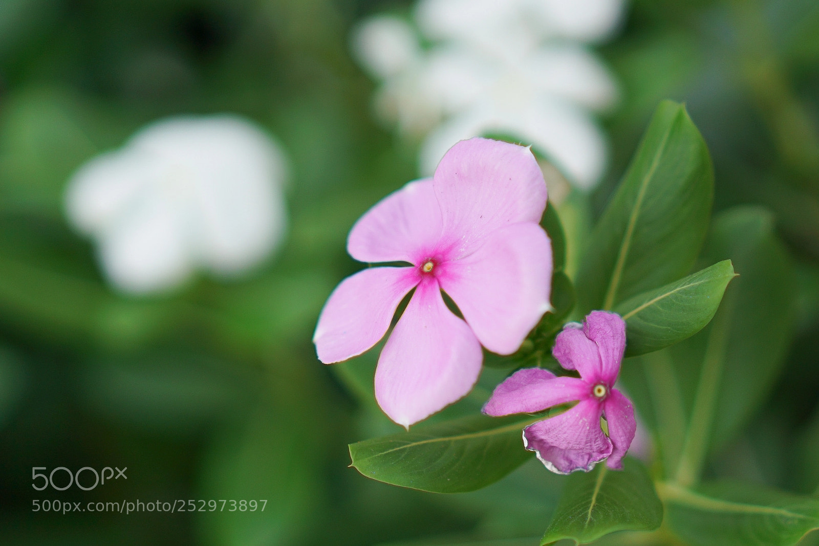 Sony a7R II sample photo. Flower photography