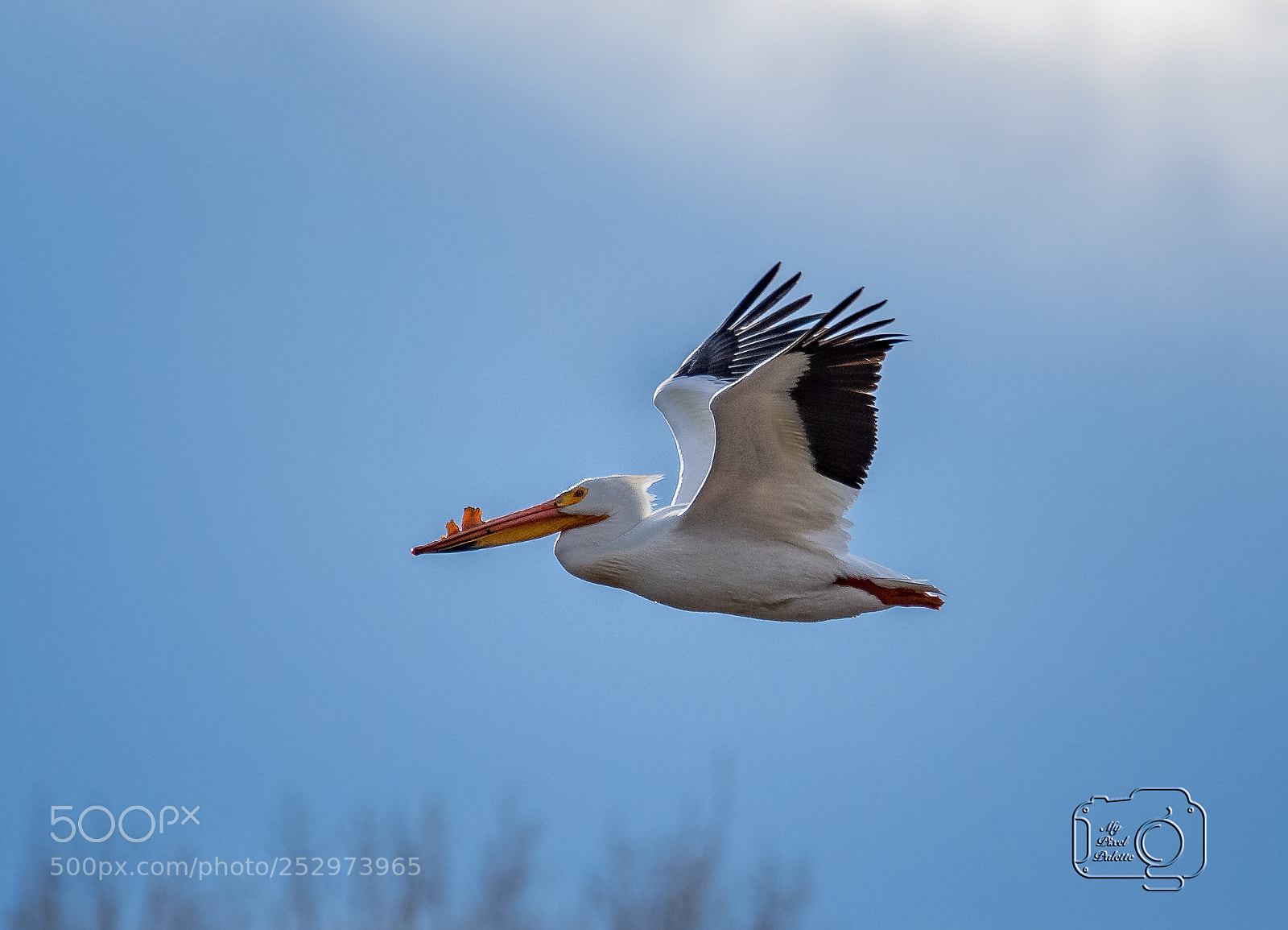 Nikon D500 sample photo. American white pelican photography