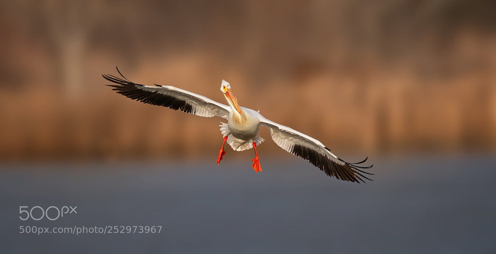 Nikon D500 sample photo. American white pelican photography