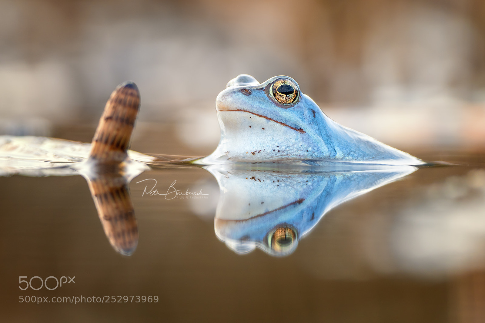 Olympus OM-D E-M1 Mark II sample photo. Moor frog | czech republic photography