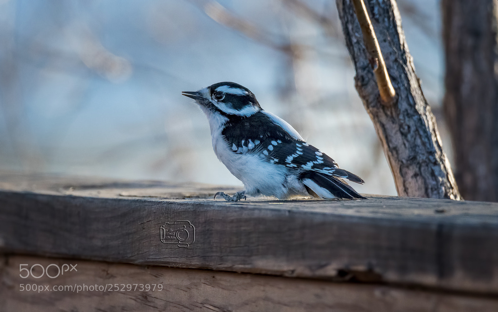 Nikon D500 sample photo. Downy woodpecker photography