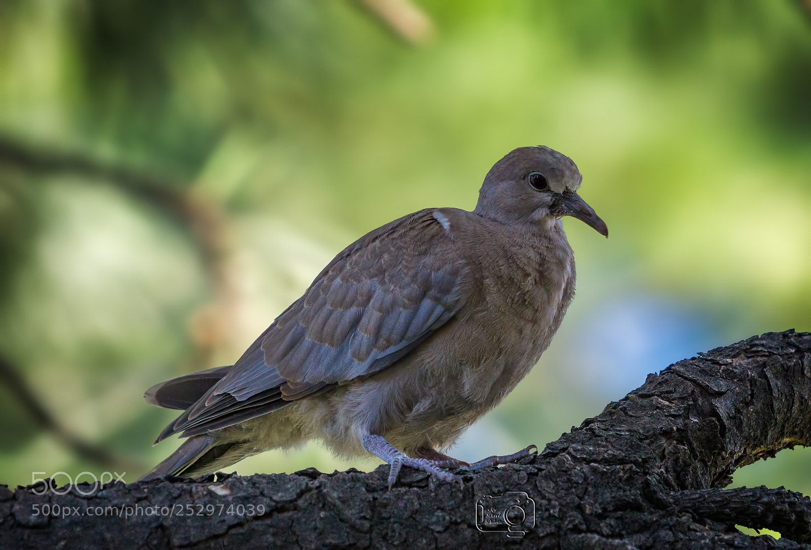 Sony a6000 sample photo. Mourning dove photography