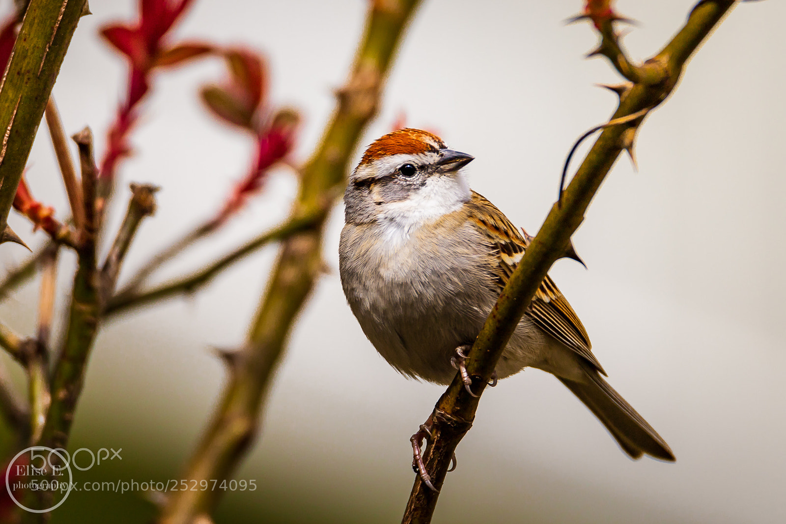 Canon EOS 6D Mark II sample photo. Chipping sparrow photography