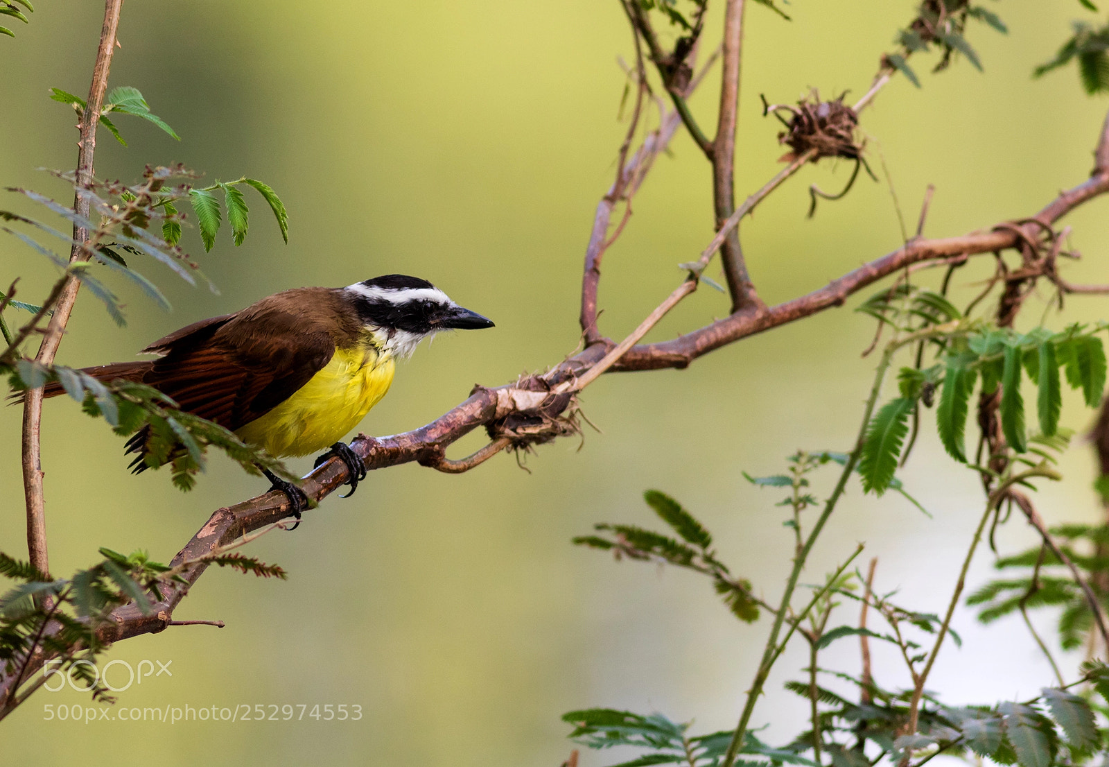 Canon EOS 7D Mark II sample photo. Schwefeltyrann photography