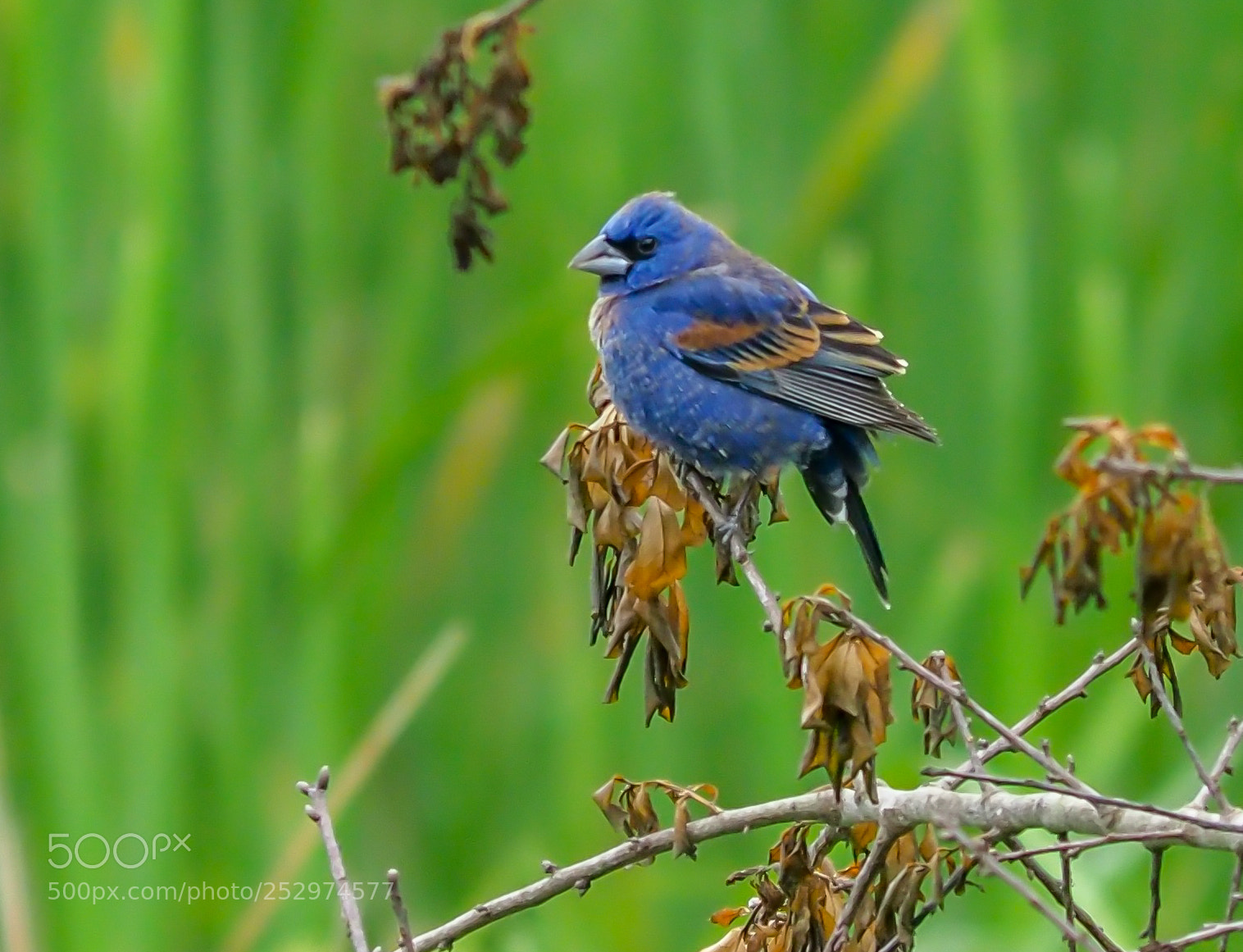 Olympus OM-D E-M1 Mark II sample photo. Blue bird photography