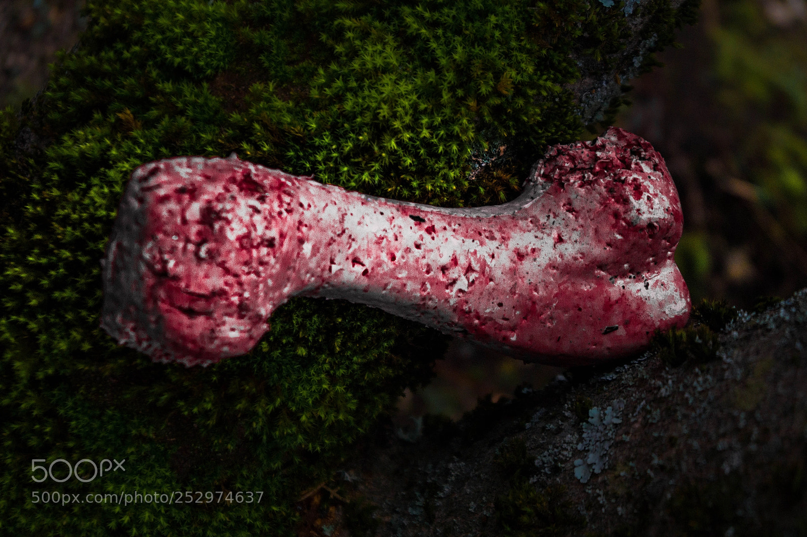 Sony SLT-A58 sample photo. "gorebone" photography
