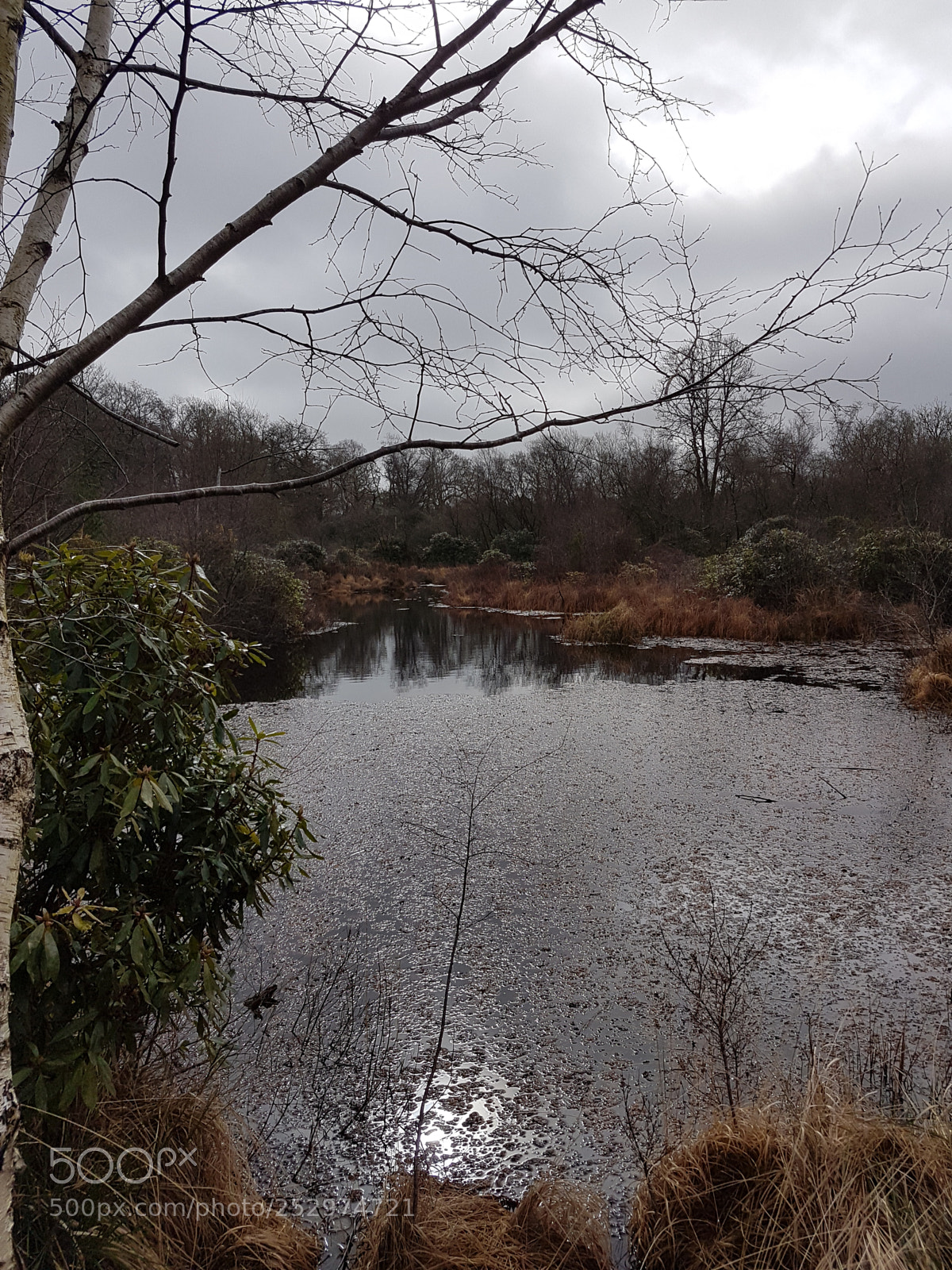 Samsung Galaxy S7 Edge sample photo. Primordial soup photography